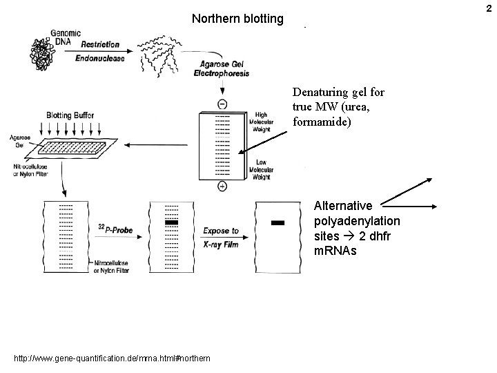 2 Northern blotting Denaturing gel for true MW (urea, formamide) Alternative polyadenylation sites 2