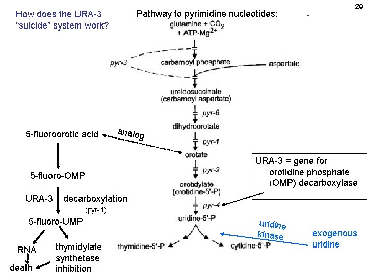 Pathway to pyrimidine nucleotides: How does the URA-3 “suicide” system work? 5 -fluoroorotic acid