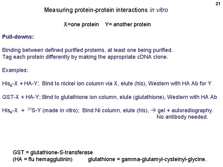 21 Measuring protein-protein interactions in vitro X=one protein Y= another protein Pull-downs: Binding between