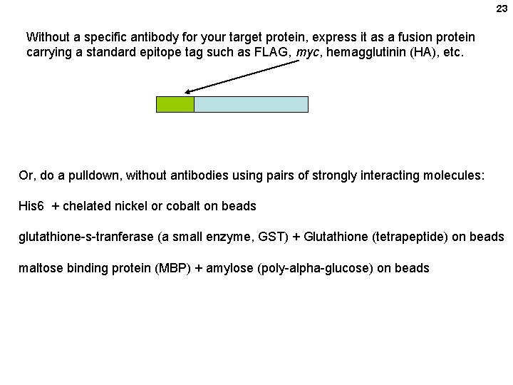 23 Without a specific antibody for your target protein, express it as a fusion