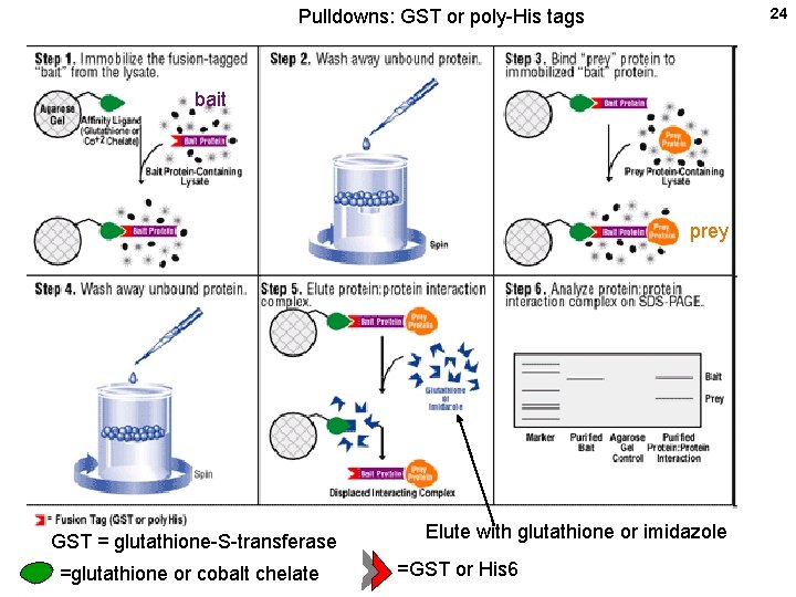 24 Pulldowns: GST or poly-His tags bait prey GST = glutathione-S-transferase =glutathione or cobalt