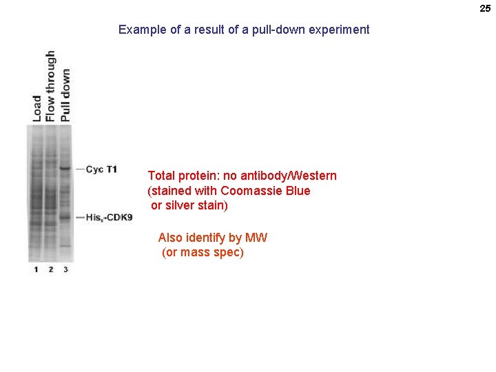 25 Example of a result of a pull-down experiment Total protein: no antibody/Western (stained