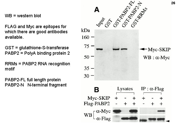 26 WB = western blot FLAG and Myc are epitopes for which there are