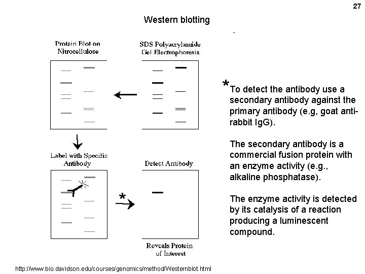 27 Western blotting detect the antibody use a *To secondary antibody against the primary