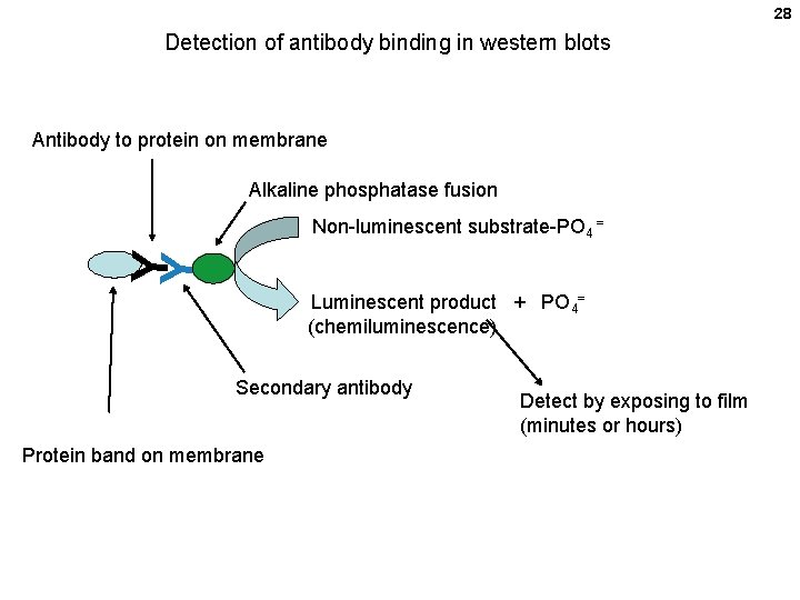 28 Detection of antibody binding in western blots Antibody to protein on membrane Alkaline