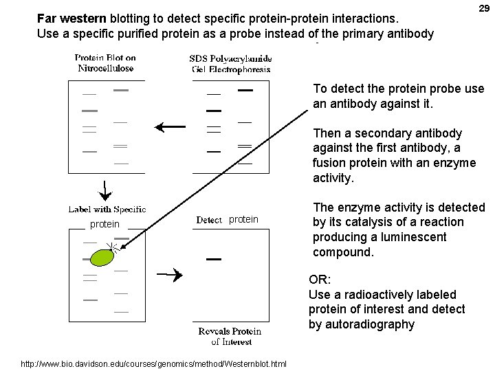 Far western blotting to detect specific protein-protein interactions. Use a specific purified protein as