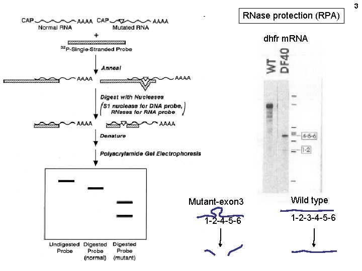 3 RNase protection (RPA) dhfr m. RNA Mutant-exon 3 1 -2 -4 -5 -6