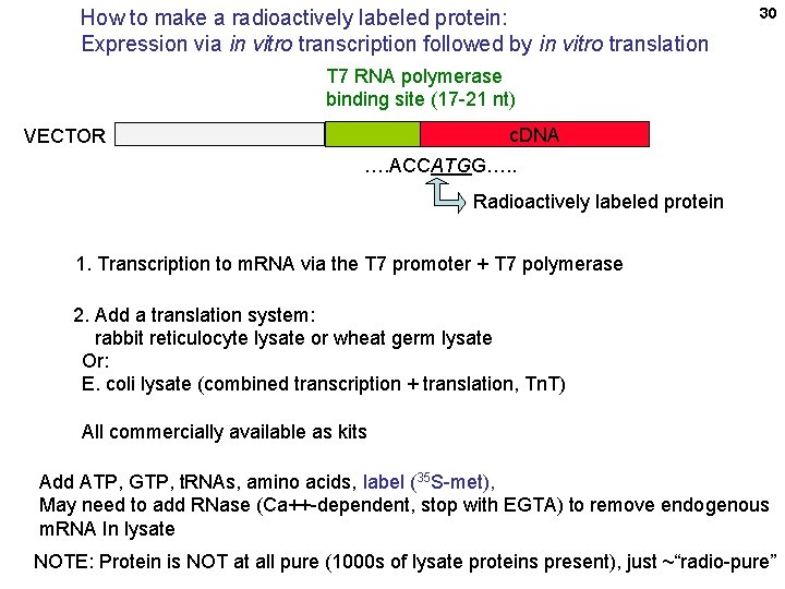 How to make a radioactively labeled protein: Expression via in vitro transcription followed by