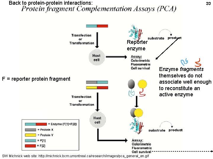 Back to protein-protein interactions: 33 Reporter enzyme F = reporter protein fragment SW Michnick