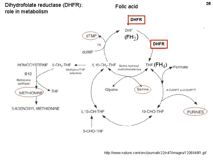 Dihydrofolate reductase (DHFR): role in metabolism 35 Folic acid DHFR (FH 2) DHFR (FH