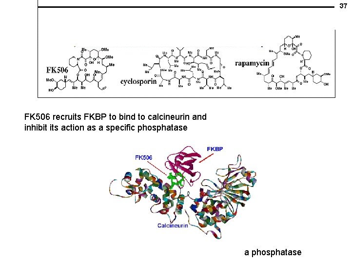 37 FK 506 recruits FKBP to bind to calcineurin and inhibit its action as