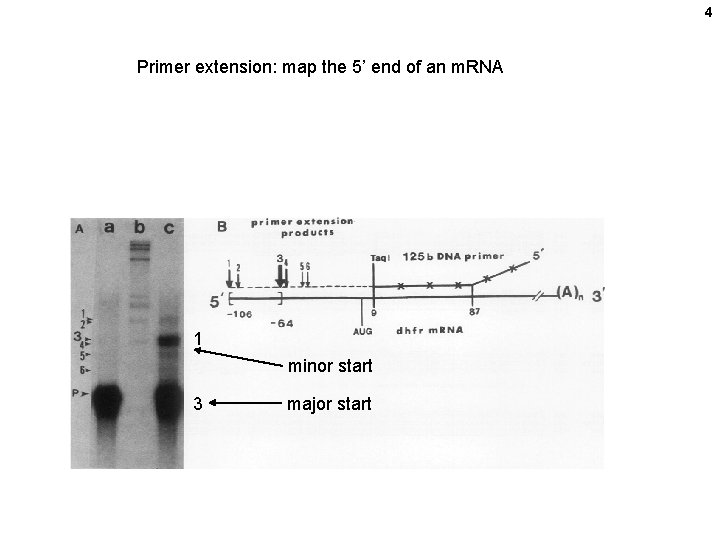 4 Primer extension: map the 5’ end of an m. RNA 1 minor start