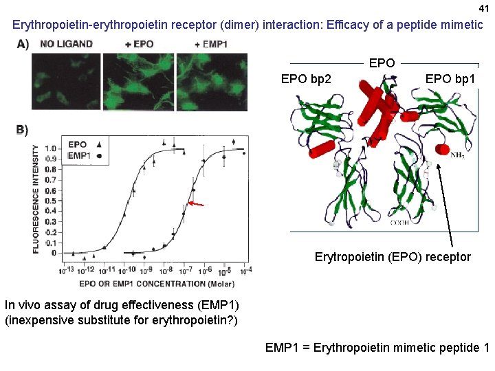 41 Erythropoietin-erythropoietin receptor (dimer) interaction: Efficacy of a peptide mimetic EPO bp 2 EPO