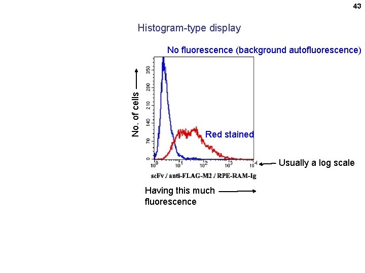 43 Histogram-type display No. of cells No fluorescence (background autofluorescence) Red stained Usually a