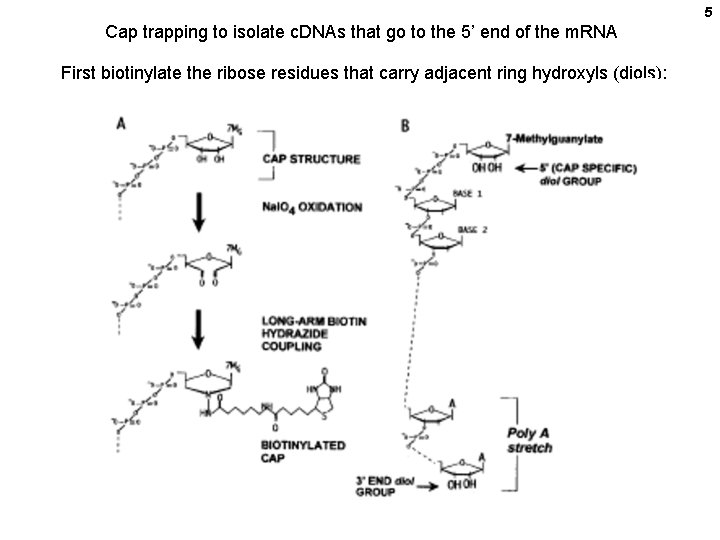 5 Cap trapping to isolate c. DNAs that go to the 5’ end of