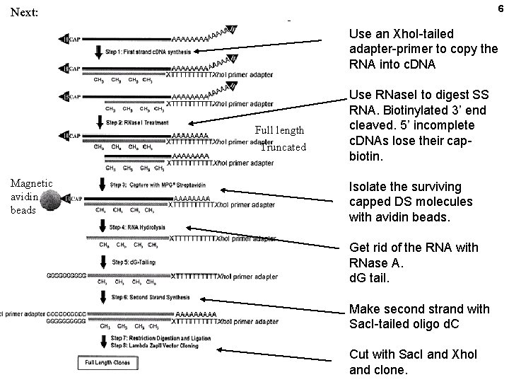 6 Next: Use an Xho. I-tailed adapter-primer to copy the RNA into c. DNA