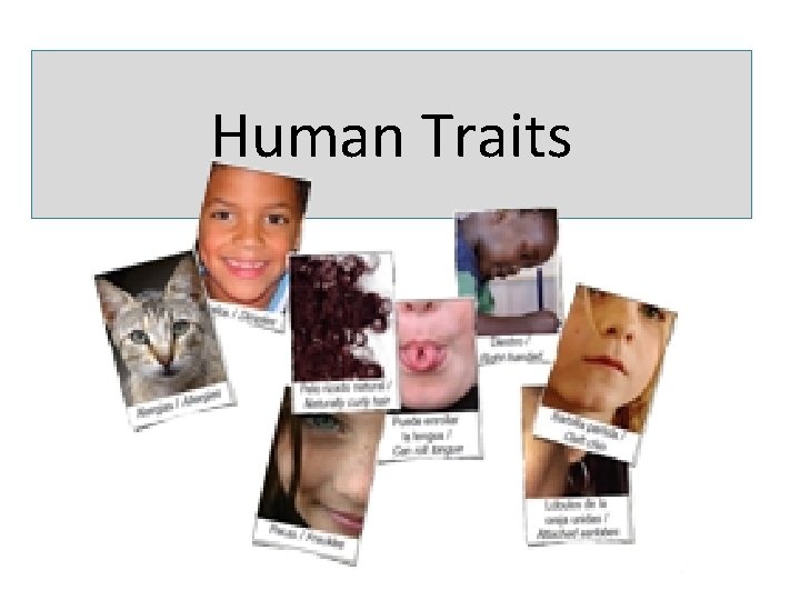 Human Traits 