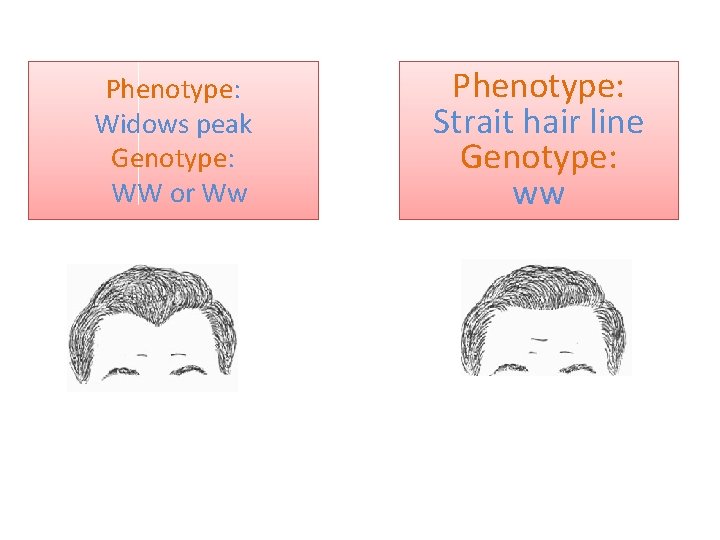 Phenotype: Widows peak Genotype: WW or Ww Phenotype: Strait hair line Genotype: ww 