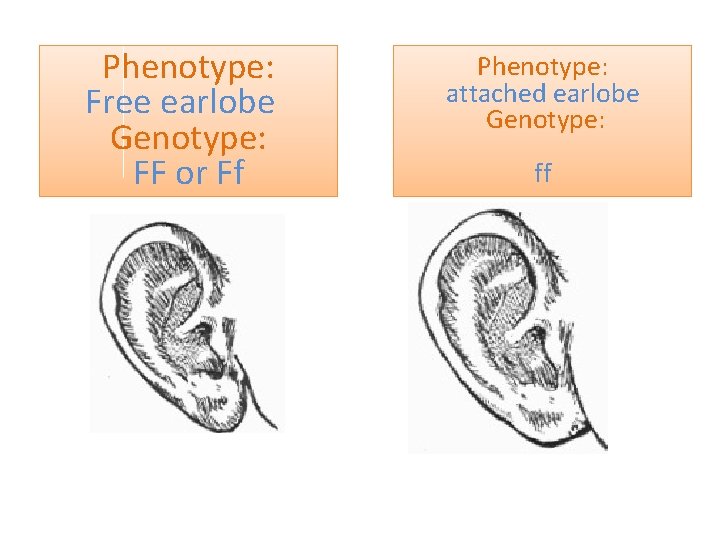 Phenotype: Free earlobe Genotype: FF or Ff Phenotype: attached earlobe Genotype: ff 