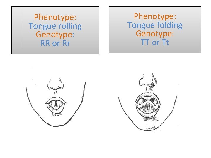 Phenotype: Tongue rolling Genotype: RR or Rr Phenotype: Tongue folding Genotype: TT or Tt