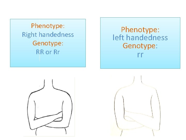 Phenotype: Right handedness Genotype: RR or Rr Phenotype: left handedness Genotype: rr 
