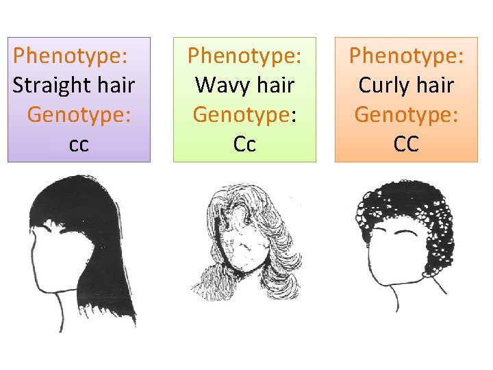 Phenotype: Straight hair Genotype: cc Phenotype: Wavy hair Genotype: Cc Phenotype: Curly hair Genotype: