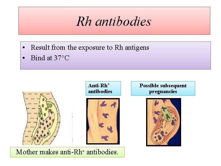 Rh antibodies • Result from the exposure to Rh antigens • Bind at 37°C