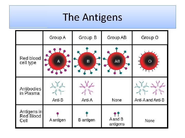 The Antigens 