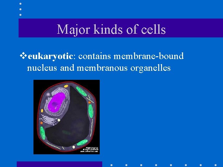 Major kinds of cells veukaryotic: contains membrane-bound nucleus and membranous organelles 