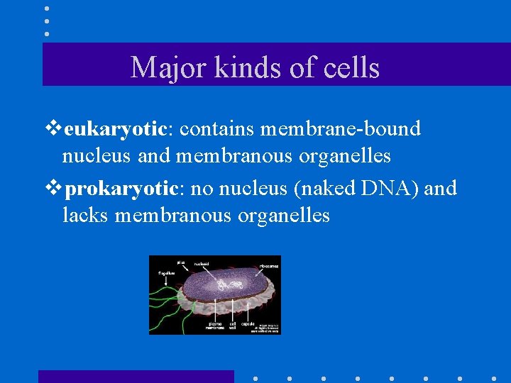 Major kinds of cells veukaryotic: contains membrane-bound nucleus and membranous organelles vprokaryotic: no nucleus