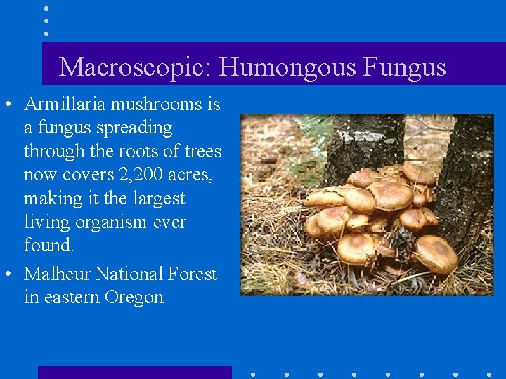 Macroscopic: Humongous Fungus • Armillaria mushrooms is a fungus spreading through the roots of