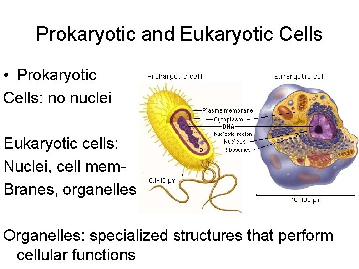 Prokaryotic and Eukaryotic Cells • Prokaryotic Cells: no nuclei Eukaryotic cells: Nuclei, cell mem.