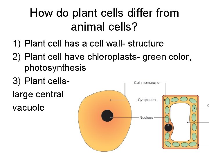 How do plant cells differ from animal cells? 1) Plant cell has a cell