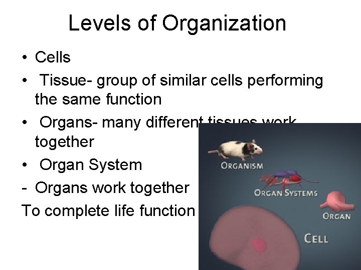 Levels of Organization • Cells • Tissue- group of similar cells performing the same