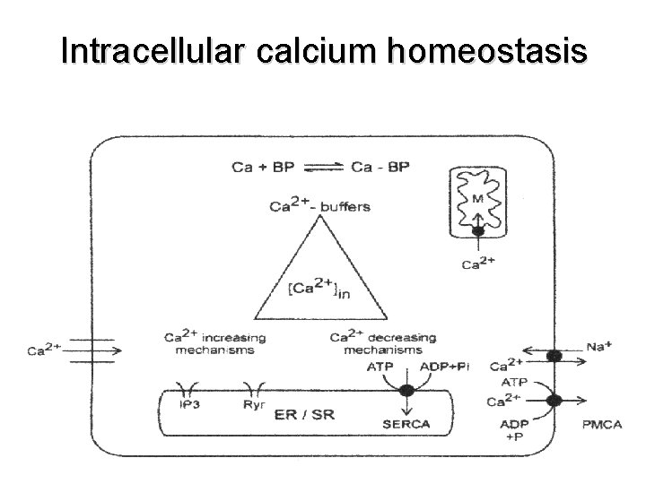 Intracellular calcium homeostasis 