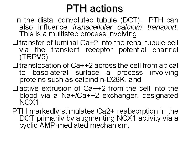 PTH actions In the distal convoluted tubule (DCT), PTH can also influence transcellular calcium