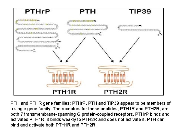 PTH and PTHR gene families: PTHr. P, PTH and TIP 39 appear to be