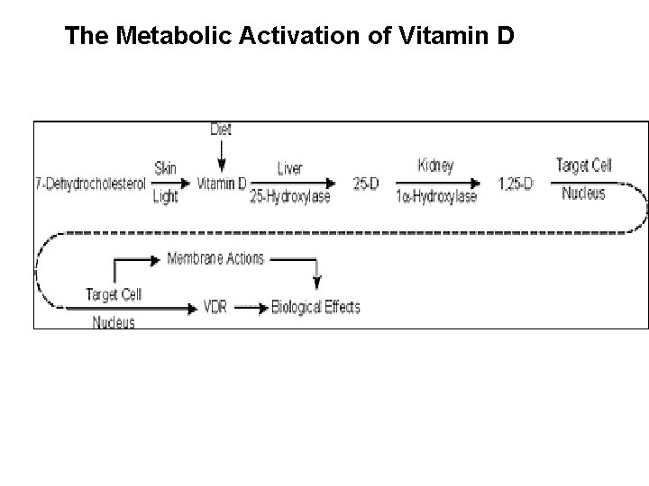 The Metabolic Activation of Vitamin D 