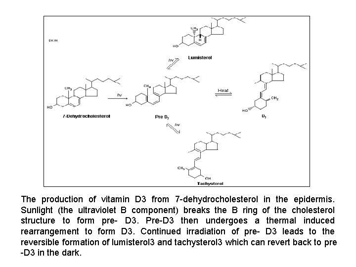 The production of vitamin D 3 from 7 -dehydrocholesterol in the epidermis. Sunlight (the