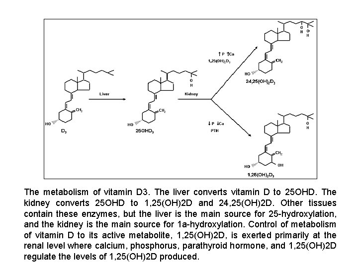 The metabolism of vitamin D 3. The liver converts vitamin D to 25 OHD.