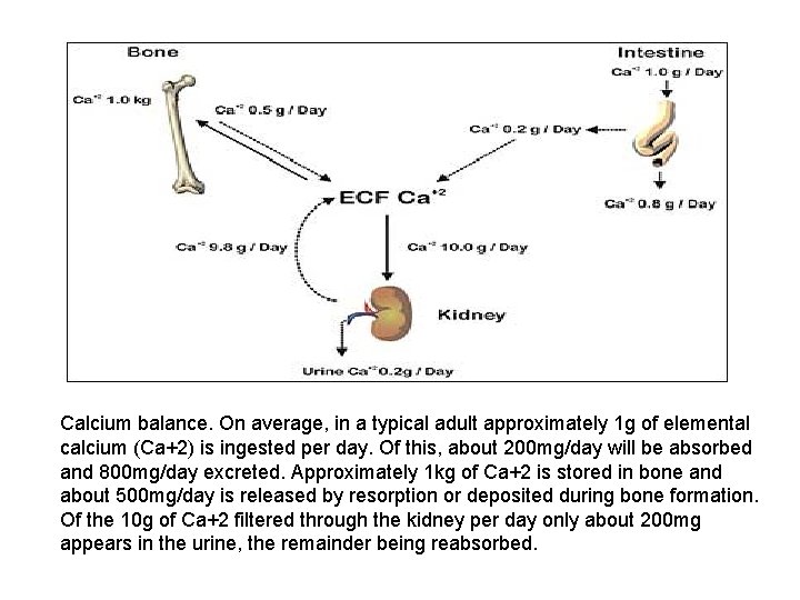 Calcium balance. On average, in a typical adult approximately 1 g of elemental calcium