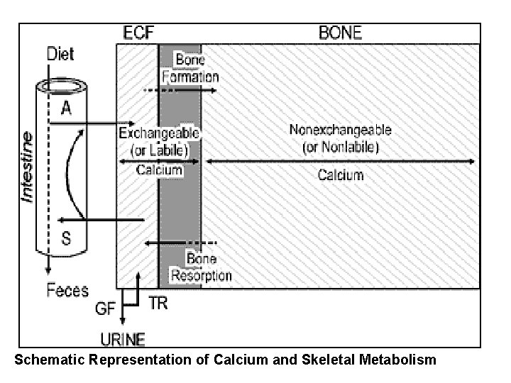 Schematic Representation of Calcium and Skeletal Metabolism 