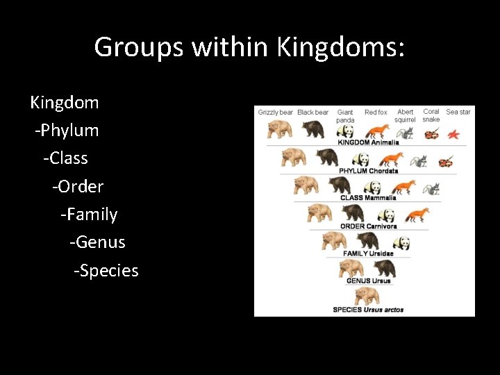 Groups within Kingdoms: Kingdom -Phylum -Class -Order -Family -Genus -Species 