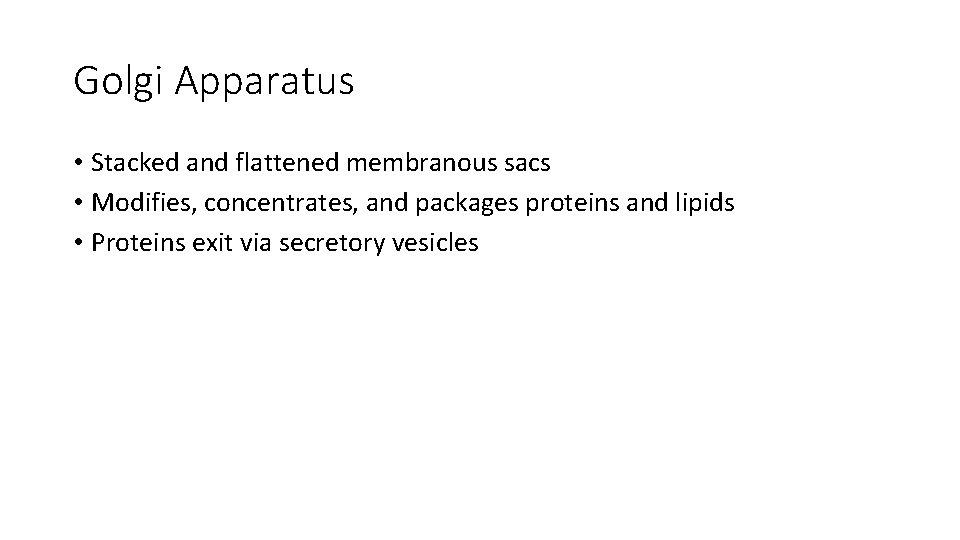 Golgi Apparatus • Stacked and flattened membranous sacs • Modifies, concentrates, and packages proteins