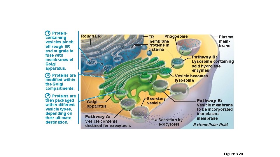 1 Protein- containing vesicles pinch off rough ER and migrate to fuse with membranes