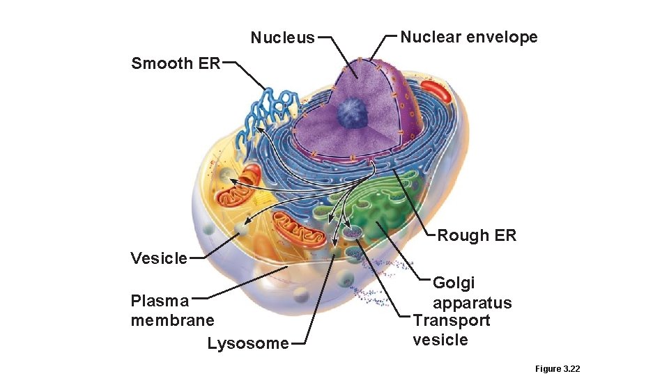 Nucleus Nuclear envelope Smooth ER Rough ER Vesicle Plasma membrane Lysosome Golgi apparatus Transport