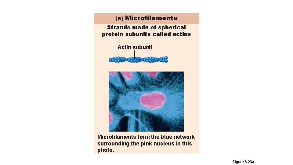 (a) Microfilaments Strands made of spherical protein subunits called actins Actin subunit Microfilaments form