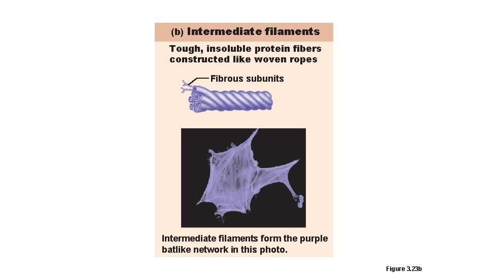 (b) Intermediate filaments Tough, insoluble protein fibers constructed like woven ropes Fibrous subunits Intermediate