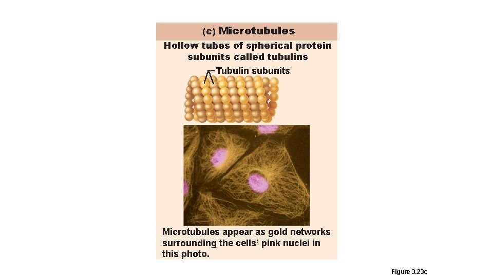 (c) Microtubules Hollow tubes of spherical protein subunits called tubulins Tubulin subunits Microtubules appear