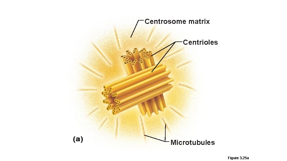 Centrosome matrix Centrioles (a) Microtubules Figure 3. 25 a 